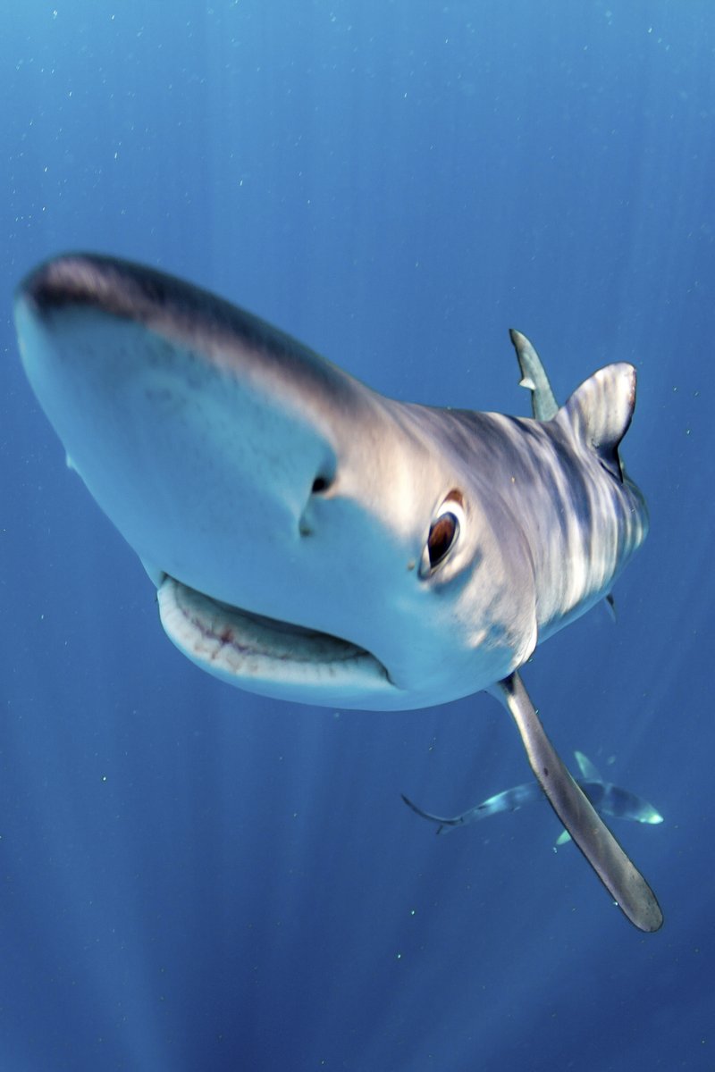 HEY❕ This blue shark wants you to know that @sharkweek starts tonight 🦈 #SharkWeek kicks off on @discovery and @discoveryplus with Great White Battleground at 8p, then Jackass Shark Week 2.0 at 9p, and Great White Open Ocean at 10:30p. Tag your fellow shark lovers👇