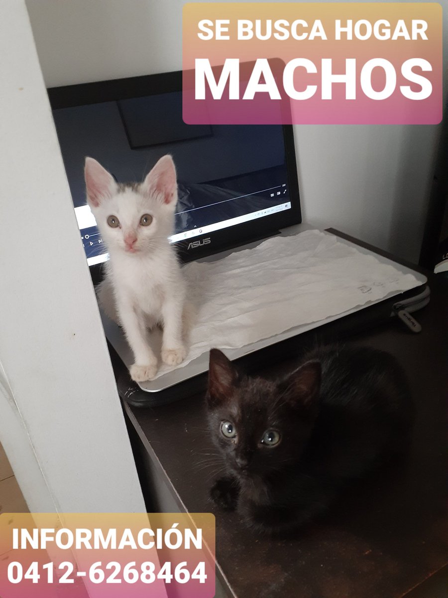 Budapeste: passeio guiado a pé por bares com bebidas incluídas |  GetYourGuide, image size:900x1200