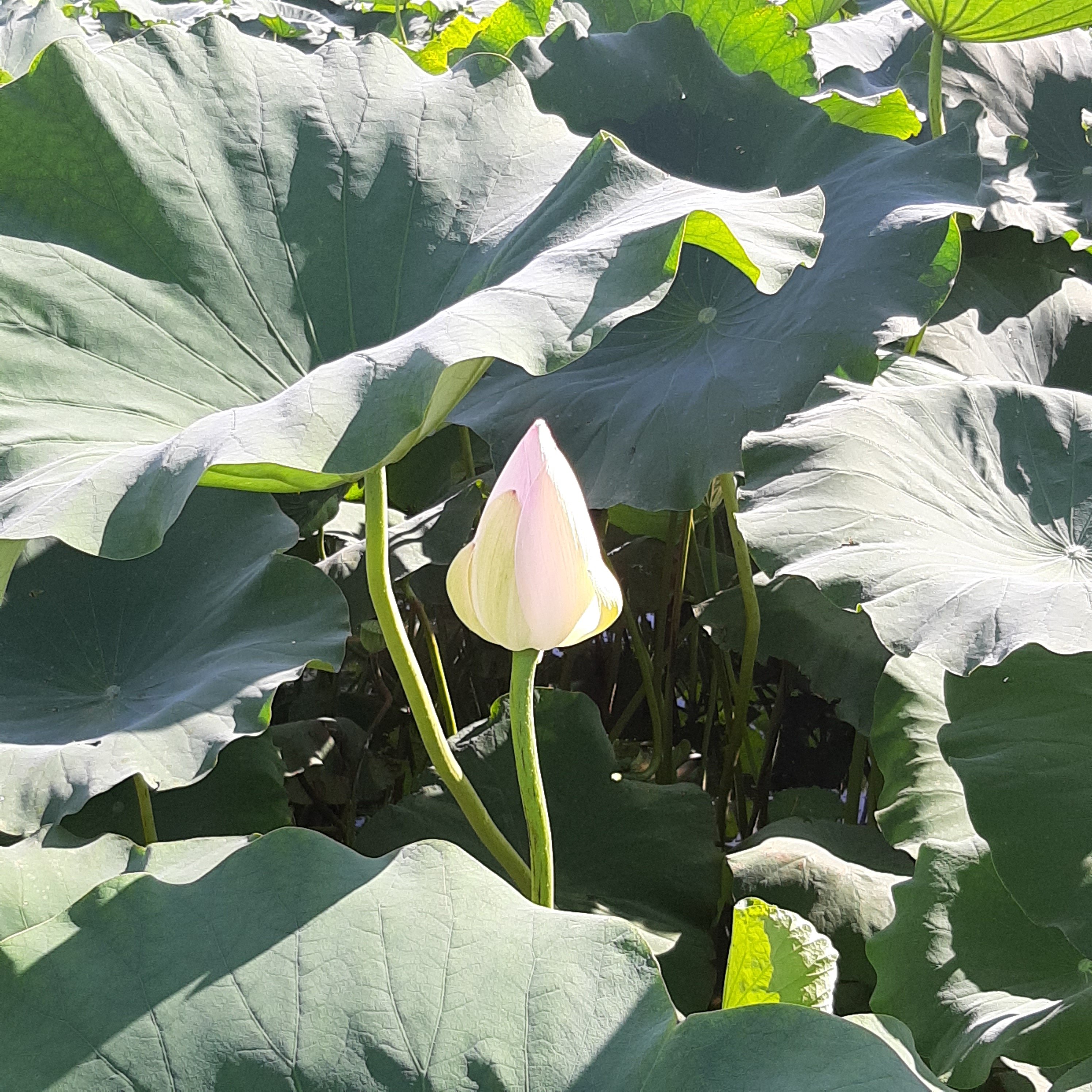 Kaorisan 蓮のお花を見に行きました 佛さまのお花 本当に綺麗です このつぼみはいつ咲くのかな 蓮の花や葉っぱの茎はレンコンのような形の穴が開いています お子さんの夏休みの植物研究に とてもおもしろいと思います 蓮根レンコンは 蓮の