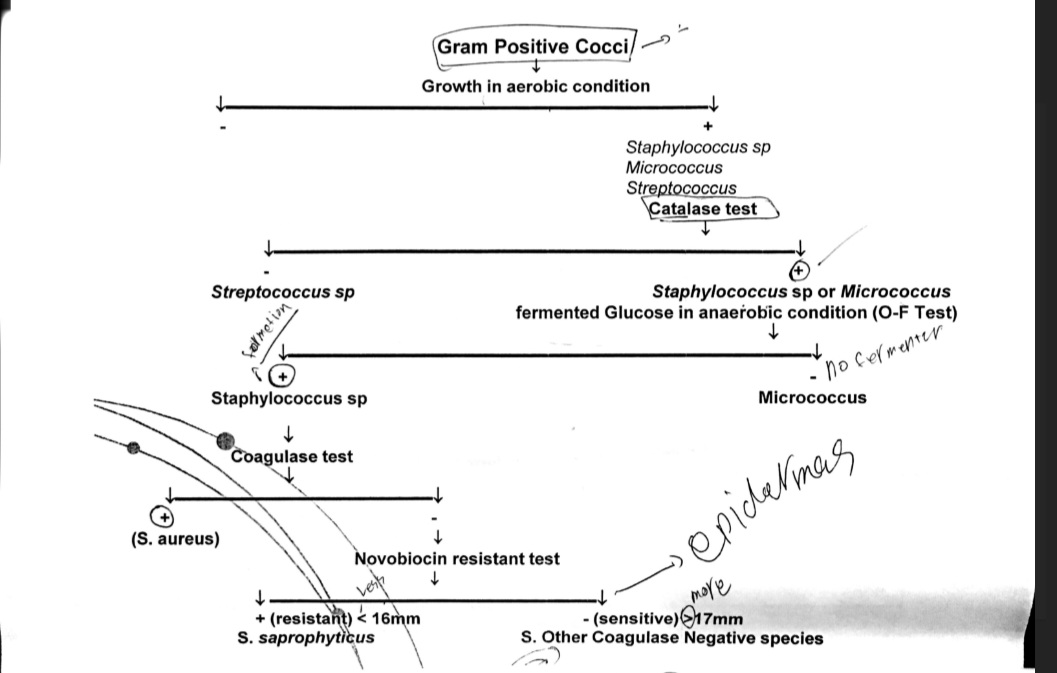 Reem_riyadh6's tweet photo. من الخرائط الذهنية المفيدة اللي تسهل كيف نفرق بين  الستاف والسترب.
#bacteriology
#mind_maps
#مختبرات_طبية https://t.co/OqNrljD88T