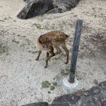 ツイートに含まれる画像