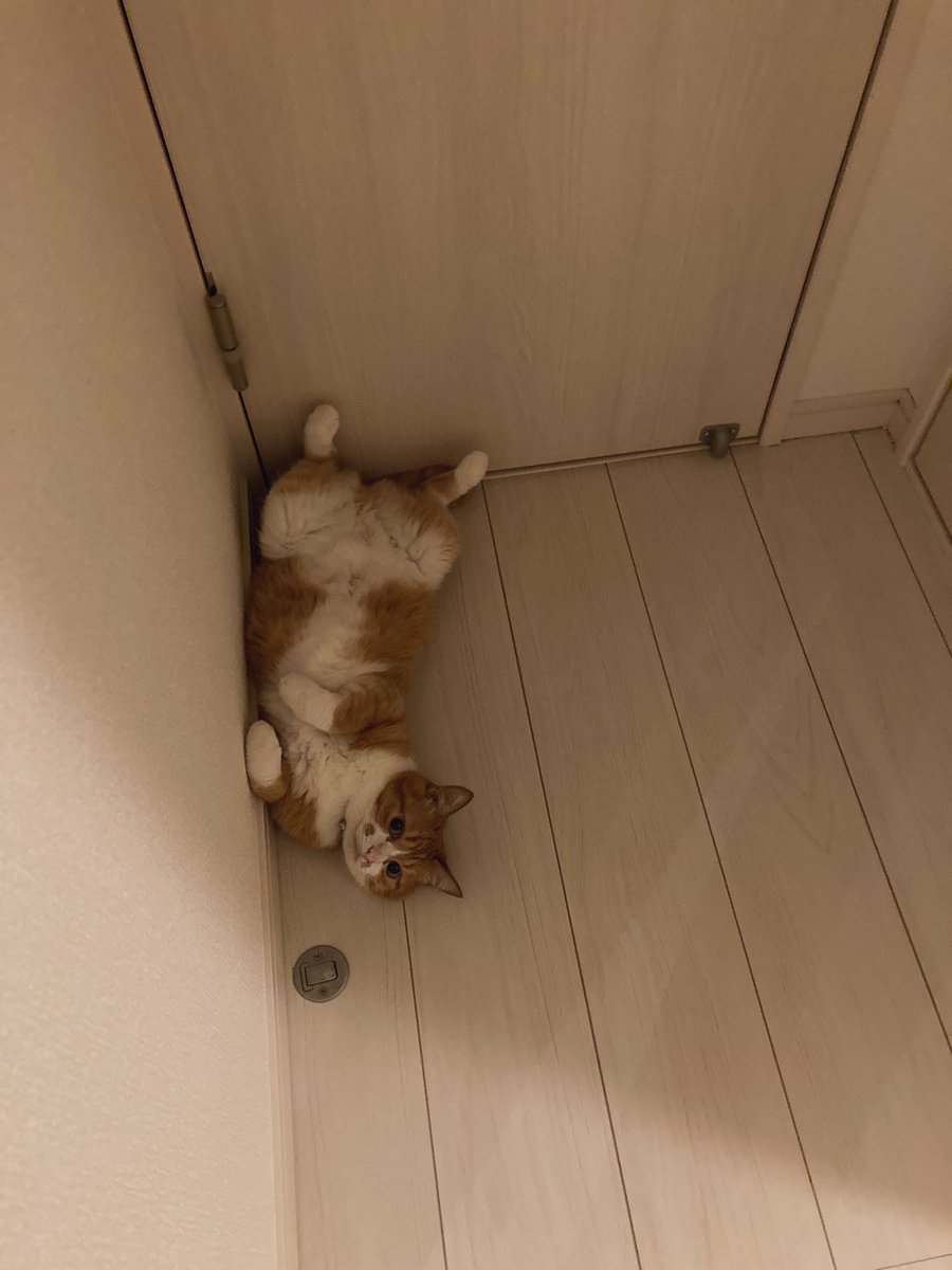 bear_pen's tweet photo. トイレの扉を塞がれてます https://t.co/DSoKouwMMW