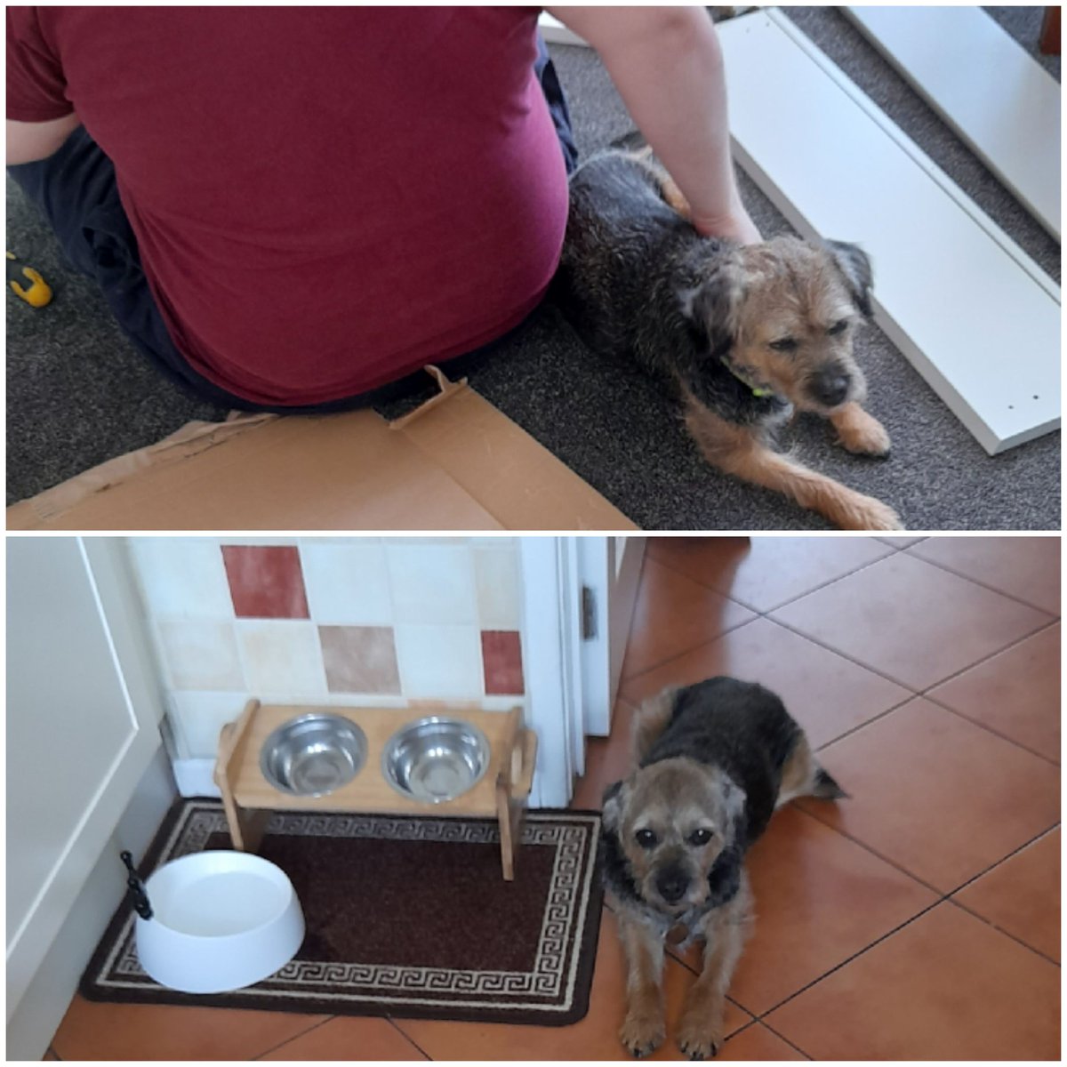 Been very busy fur today, helping put flat-pack furniture together. I was de brains of operation, course. And I  expected to be paid in noms. Dat expertise ent fer free. #BTPosse
