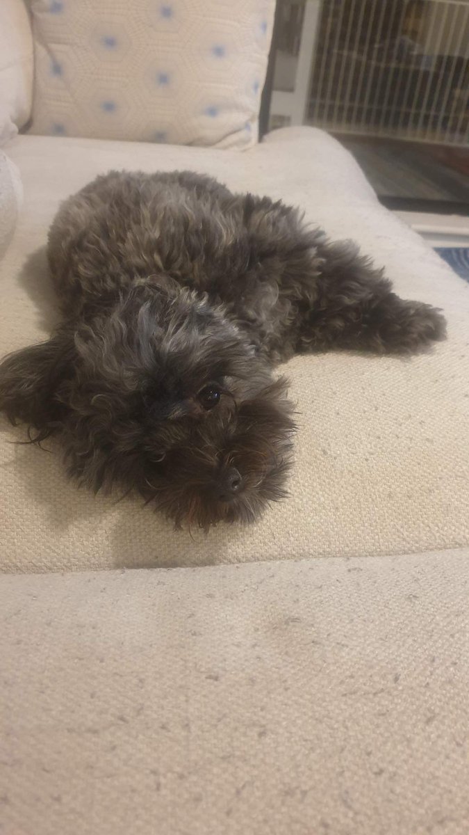 SydneyChef's tweet photo. #Couchpeloton #tourdog relaxing on the lounge watching #sbstdff https://t.co/50O4ZKZSOt