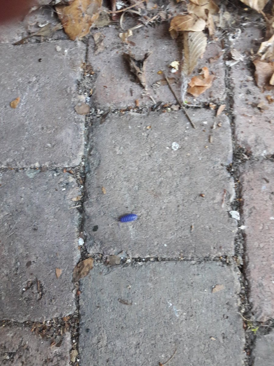 Sandraadje1's tweet photo. Paarse pissebed?!
Dat heb ik nog nooit eerder gezien!
En jullie???
#paarsepissebed #bijzonderinsect #onzetuin https://t.co/rqur4p398N