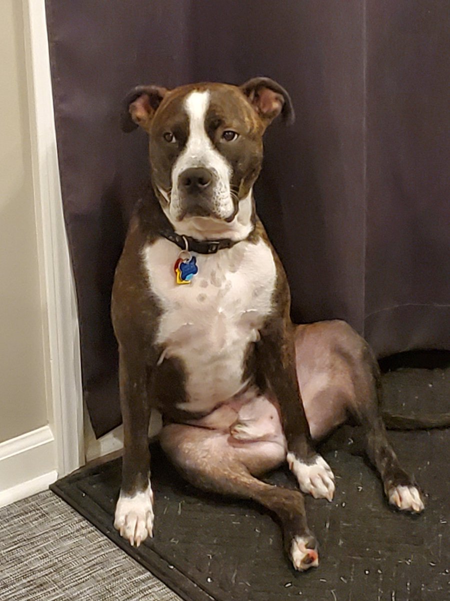 alicoe74's tweet photo. @imthedondon Chillin, waiting to go outside https://t.co/nQkPTwHZHP