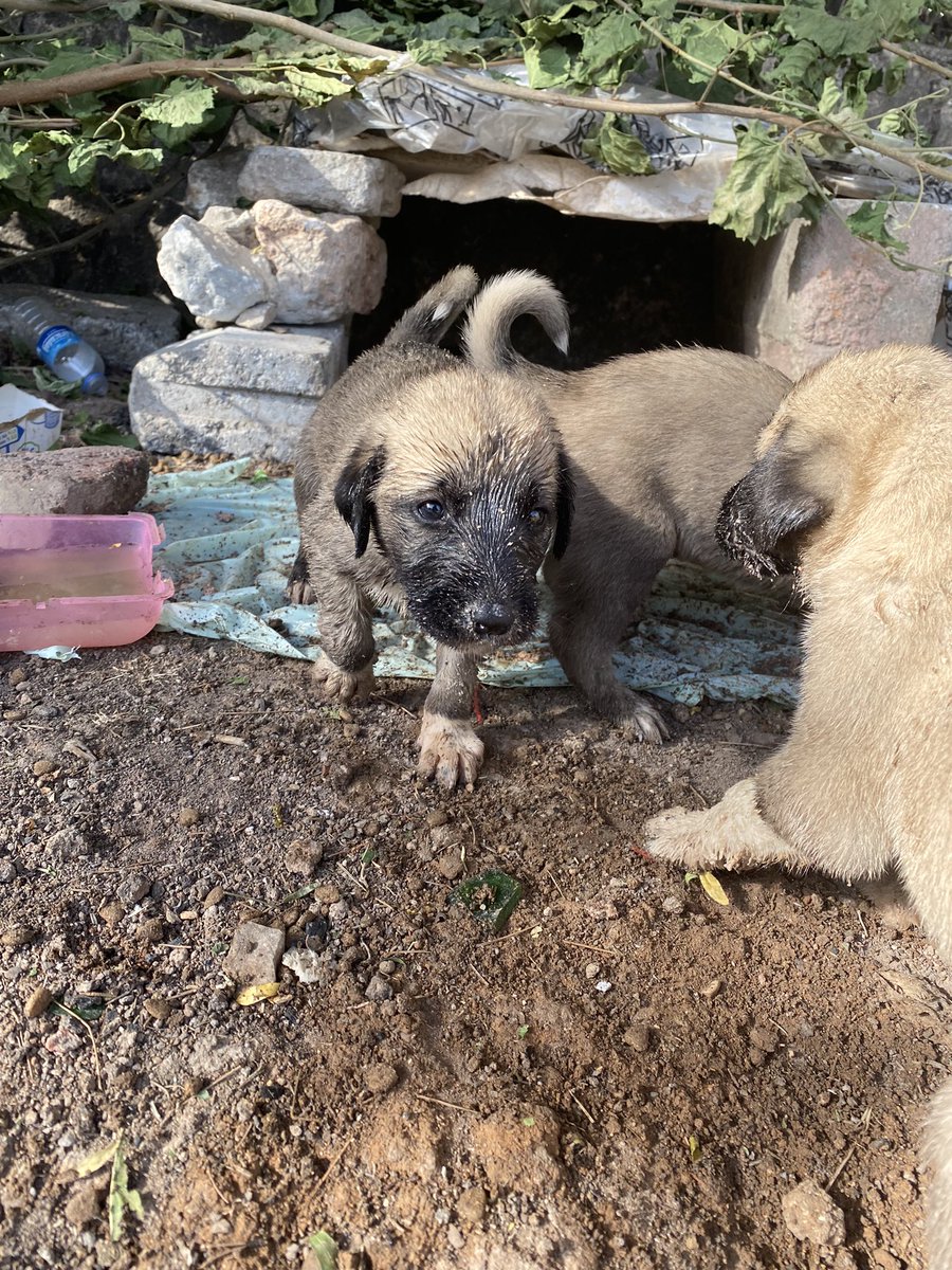 Çok minik dostlarımız var, anneden ayırıp atmışlar maalesef onların büyüyebilmesi için bağışta bulunmak ister misiniz ? 🙏🏻🐶🐾

Kumbaramız ⬇️⬇️

ormanamama.com/kurtalanin-pat…