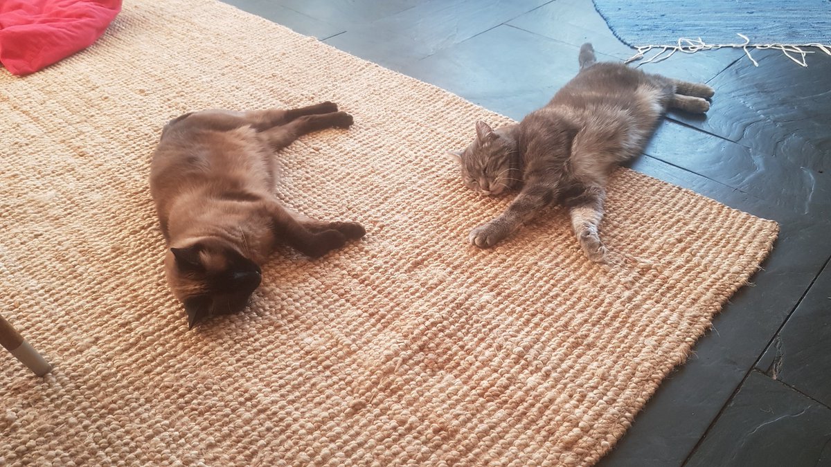 Symbolbild #Hitze #Klimawandel #catcontent