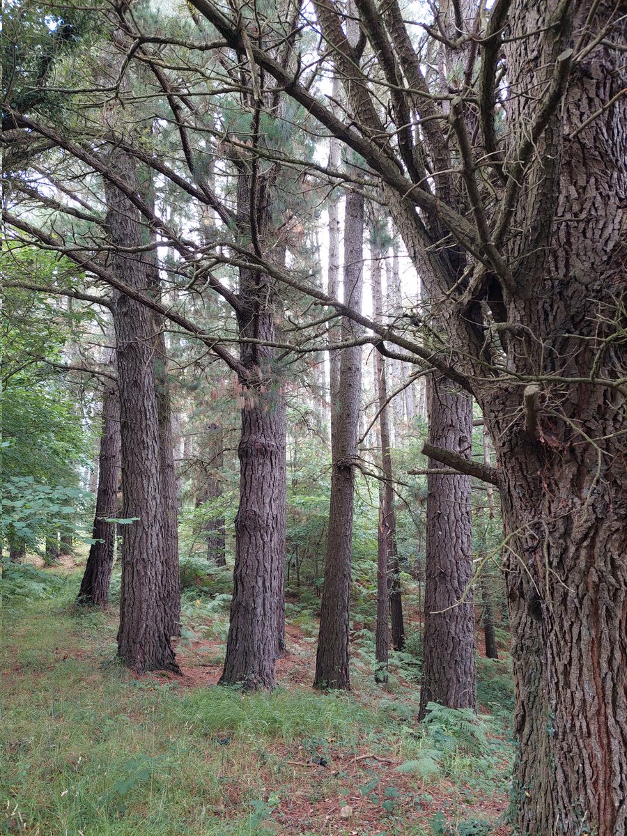 forestal__'s tweet image. Pocos pinares de pino radiata he visto como esta parcela en Cantabria. Esta semana acabamos y empezamos pino silvestre en el norte de Burgos.