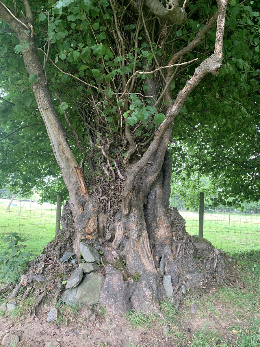 SarahkateMurph3's tweet photo. Some more big old tree trunk appreciation! #kerry #ireland #trees #irishtrees #irishnature #TreePlanting #nature #ClimateCrisis #rewild #rewilding https://t.co/z1WK4lcnn3