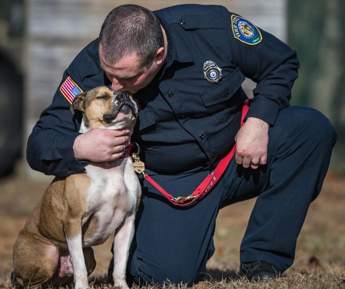 Hansel è un pitbull addestrato negli Stati Uniti a fiutare incendi dolosi. Utilissimo. Altro che scemenze sui pitbull pericolosi. Dipende sempre da cosa gli umani insegnano loro o inducono loro a fare.