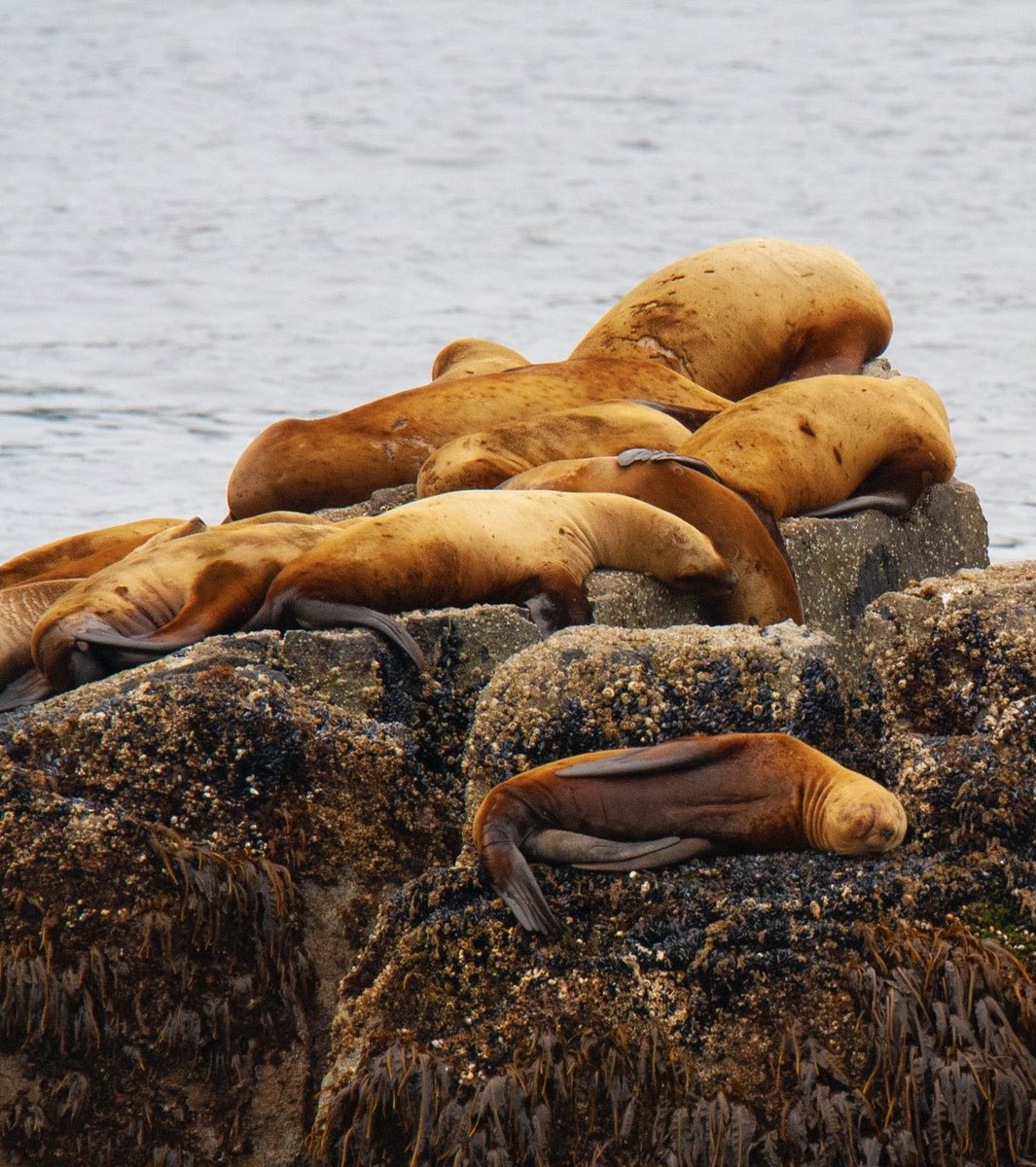 prairieguy2016's tweet image. Saturday was for Seals &amp;amp; Sunday is for Sea Lions. No matter where you are in the northern hemisphere, it is summer &amp;amp; it’s hot! I think these Sea Lions have the right idea. Find some water &amp;amp; take a nap. You do you Sea Lions. You little Freaks! #lessonsfromnature #sealions #alaska