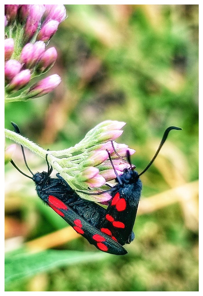 Altı benekli güve . Muhteşem ‼️
#ButterflyCount 
#CountThemToSaveThem