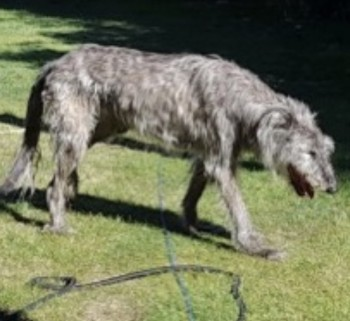 millypod1's tweet photo. 🆘18 JULY 2022 #STILLMISSING😢
#Lost ALFIE #ScanMe
(14 Years old ) Grey Deerhound Male
Bank View #Goostrey #Cheshire #CW4
nr by:#Cranage #JodrellBank #TwemlowGreen #HolmesChapel #Allostock
PLZ ☎️07868 605334/07388 454598
https://t.co/YGNNduJJiC

https://t.co/ZmB9fYhzQZ https://t.co/r6ebFeib0r