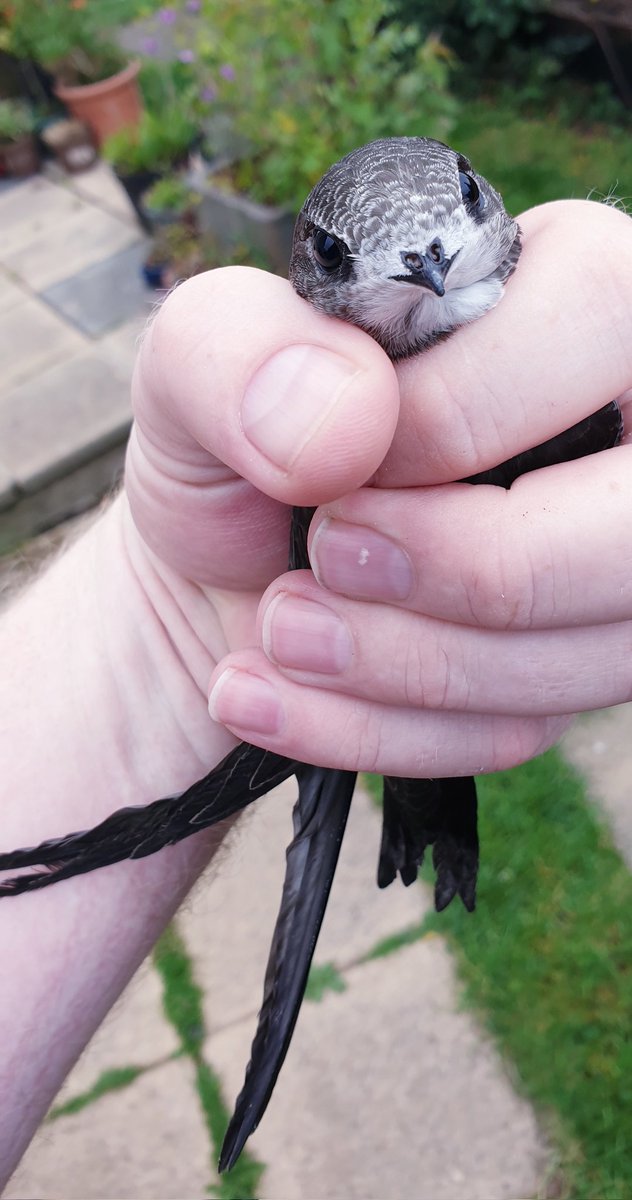 MrAnimalNut's tweet photo. This little eejit, yellow 65, was ringed last week and jumped the nest today to fly to Africa........instead she hit the ground 🙈
No problem though, a wee check over and she took to the skies!
Farewell little swift! https://t.co/JTjeb8RKhe