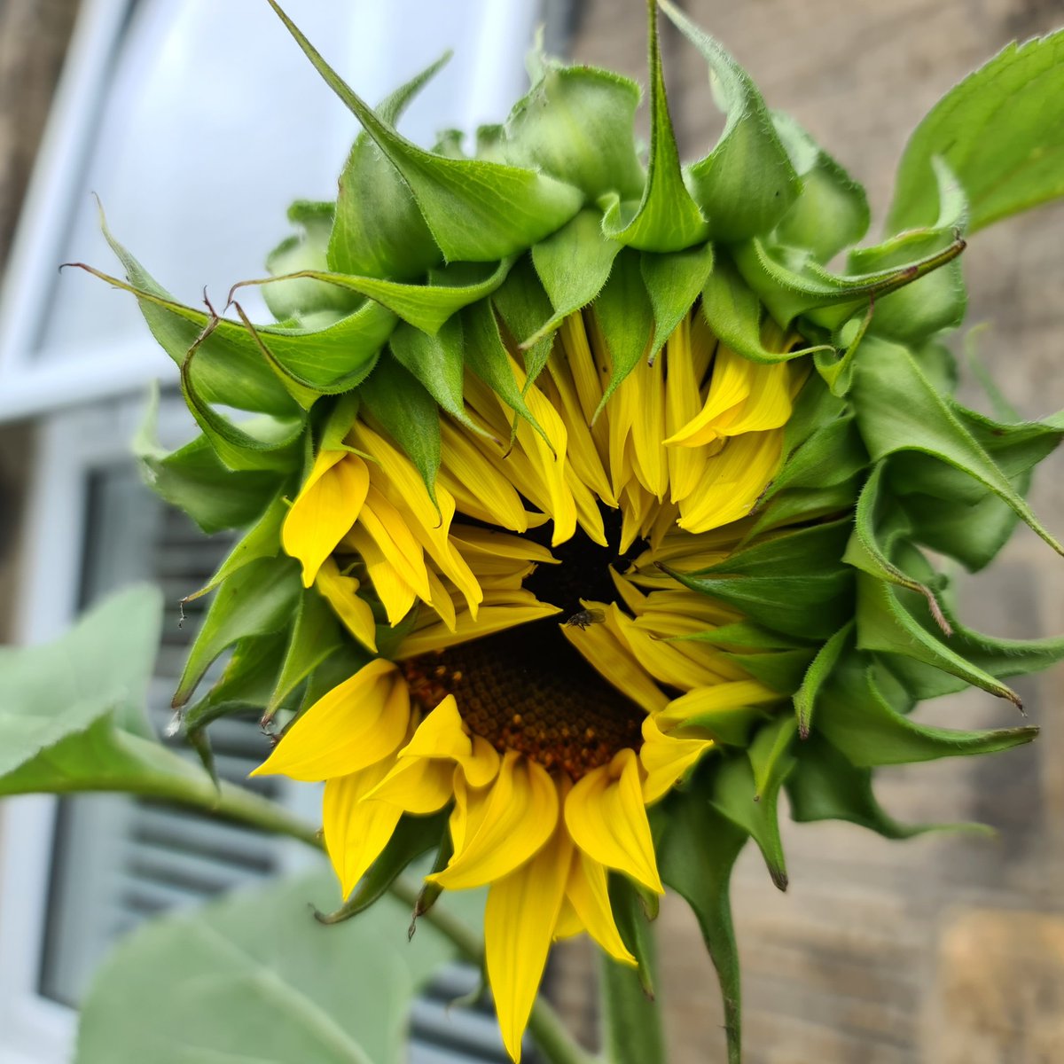 My first attempt at growing sunflowers.  🌻