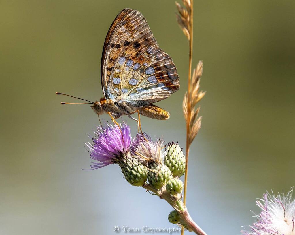 ygrymonprez's tweet photo. Papillon 🦋
#papillon #papillons #papillonsofinstagram #butterfly #butterflyphotography #nature #naturephotography #naturelovers #landscape #landscapephotography #signe #landscapelovers #omdrevolution #breakfreewitholympus #omsystemes #omsystemfr #omsystemcameras #paca_focu… https://t.co/yaXDpdPXlY
