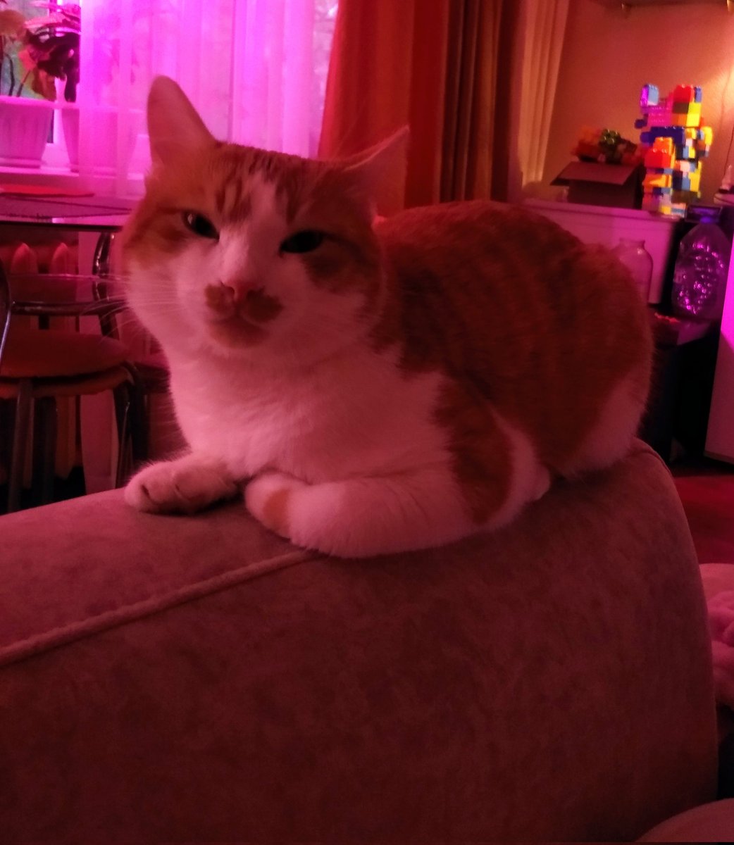зацените кота