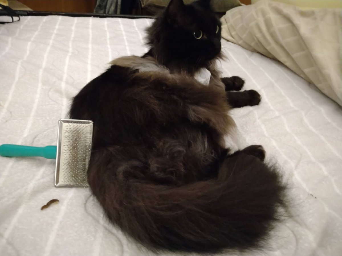 閲覧注意！

まもたんが帰宅され、

「奴隷よ！ブラッシングしてたもれ」
とおっしゃるので、奴隷であるばばあは
「ははあ！」と、せっせとブラッシング。

なんか、ひっかかってる？うん？

「ポトっ・・。」

まもたんからお土産頂きました。

ありがとう・・。大事にするね・・。