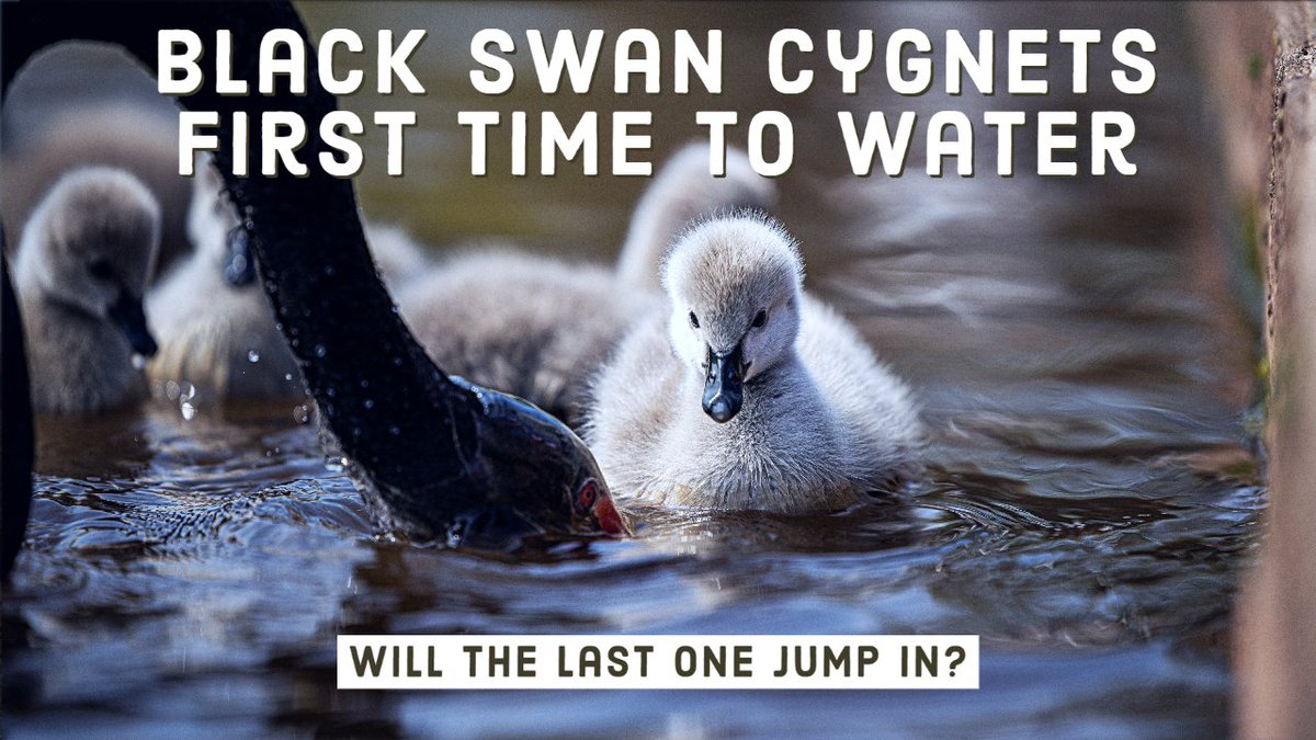 Every family has that one member that is reluctant to follow the rest and the same is true for the black swans of Dawlish. In this video, the last cygnet really doesn't want to jump into the water. Click the link. youtu.be/I7CCjB_32hM #blackswan #cuteanimals @BBCSpringwatch