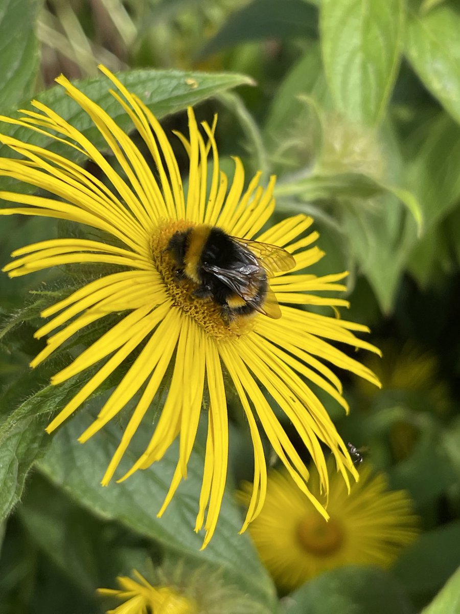 Gibside gardens this morning , perfect for a quiet walk .  ⁦<a href="/nationaltrust/">National Trust</a>⁩ ⁦<a href="/BurtsBees/">Burt's Bees</a>⁩ ⁦@NewcastleSorop1⁩ ⁦<a href="/UrbanGreen/">Urban Green Council</a>⁩