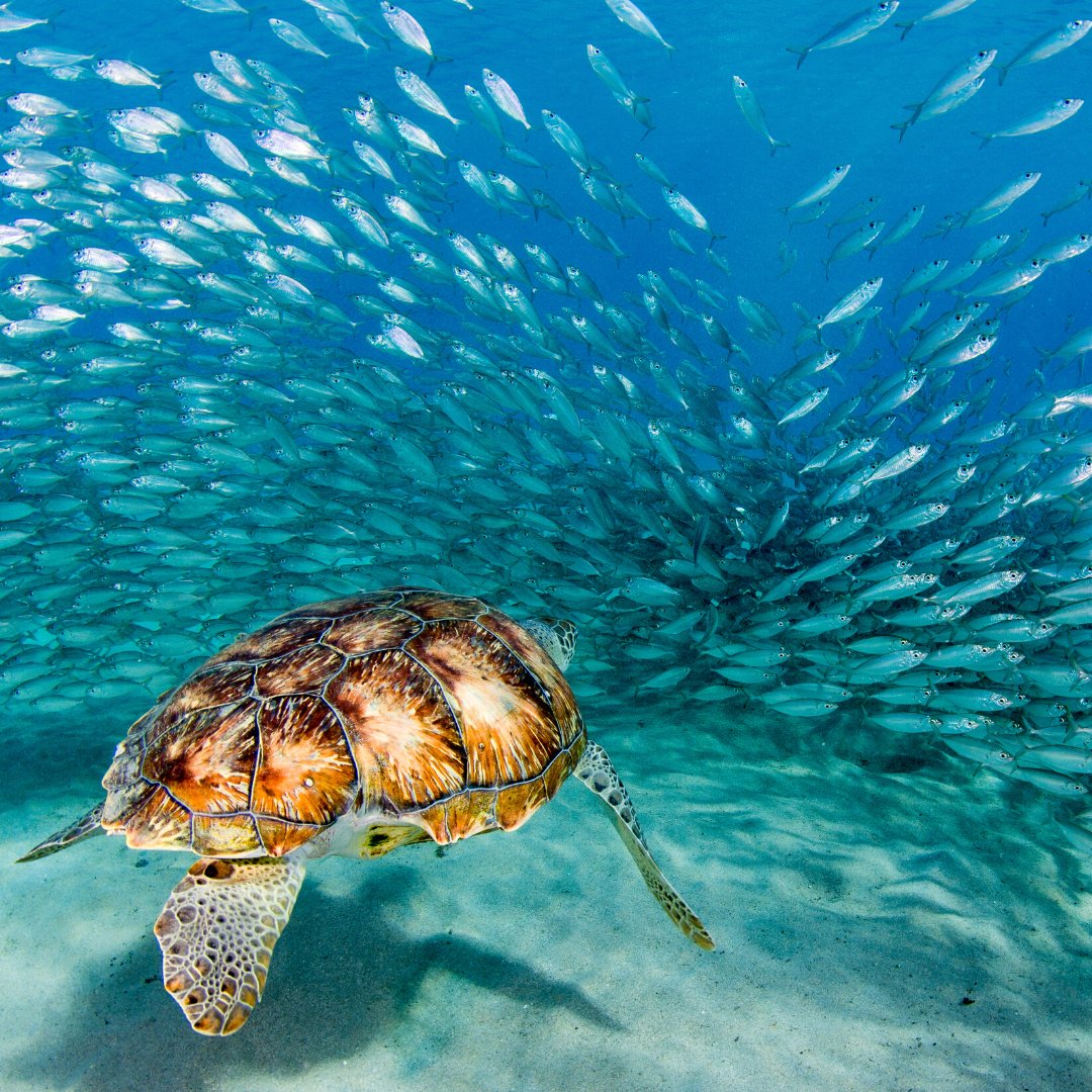 GumboCoastal's tweet photo. It's estimated that thousands of sea turtles are injured or killed yearly from #CommercialFishing.
What can you do as a Coastal Steward?
๐ Support companies & countries employing turtle safety protocols & gear.
๐ Buy from #TurtleFriendly fisheries.
๐ Inform family & friends. https://t.co/08B43s9ZfU