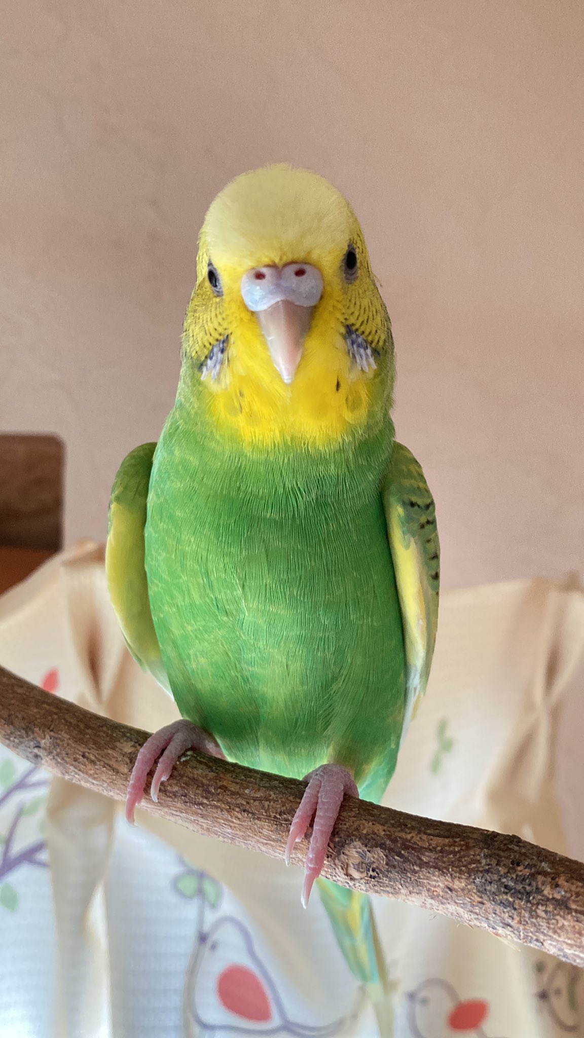 セキセイインコ 3歳 女の子 ラスクを探してます Miyako16 Twitter
