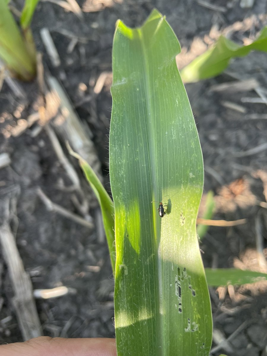 While looking at a few fields at home, I found red headed flea beetles on both corn and soybeans. <a href="/NDSCS_Ag/">NDSCS Agriculture</a> #NDSCSaginternship2022