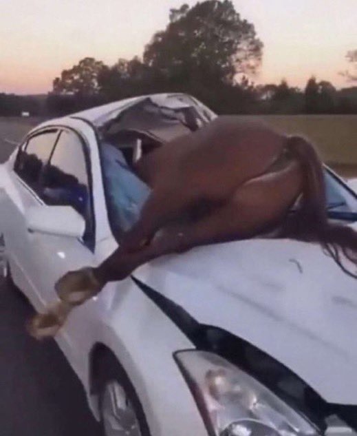 cat_gimmick's tweet image. 