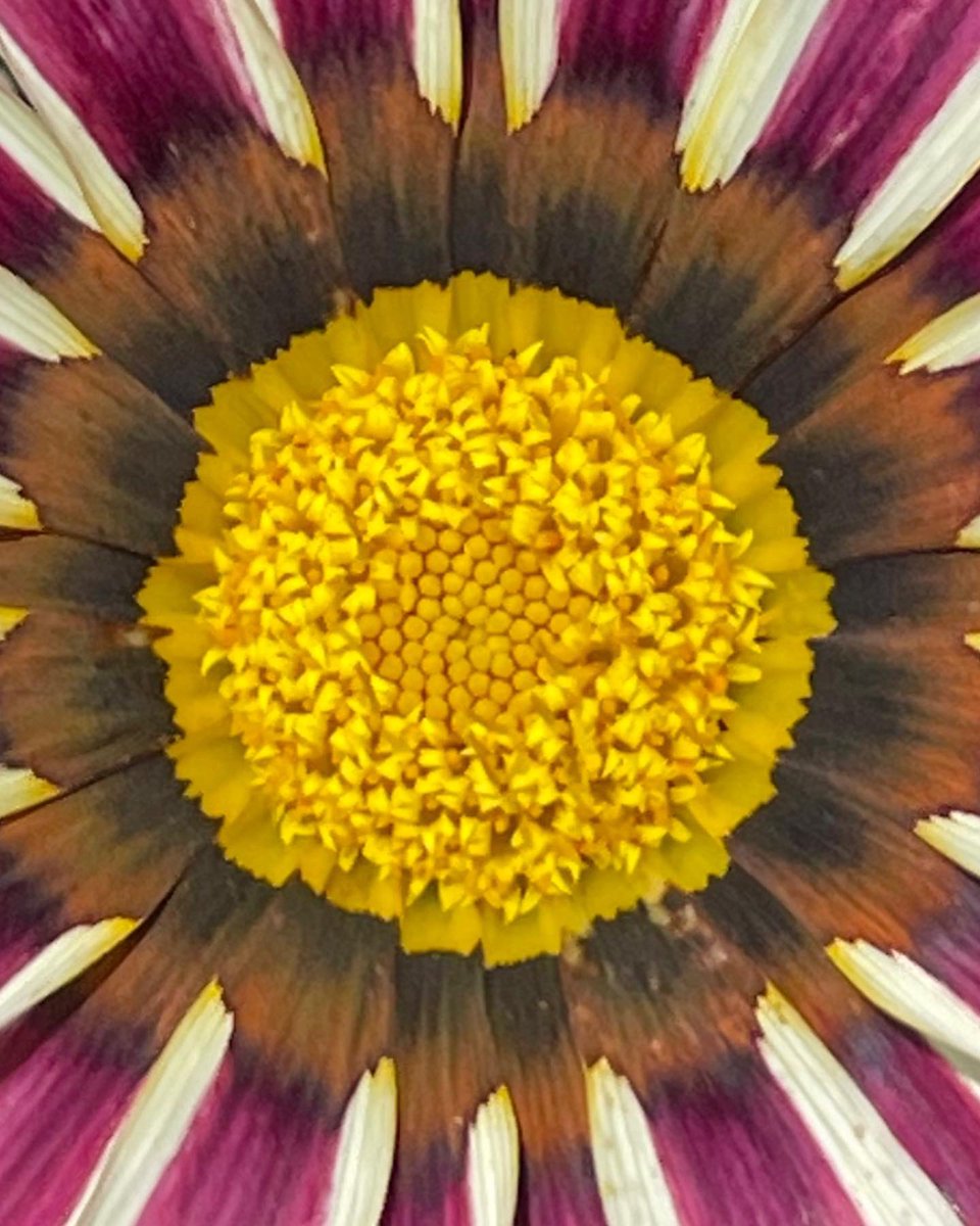 Just flower art Sunday 
 🌸🌺🌼
More and more are popping up every day!
#VincentRugani #SeedsToLife #Journeyofaseed <a href="/ruganirugani/">RuganiRugani</a>