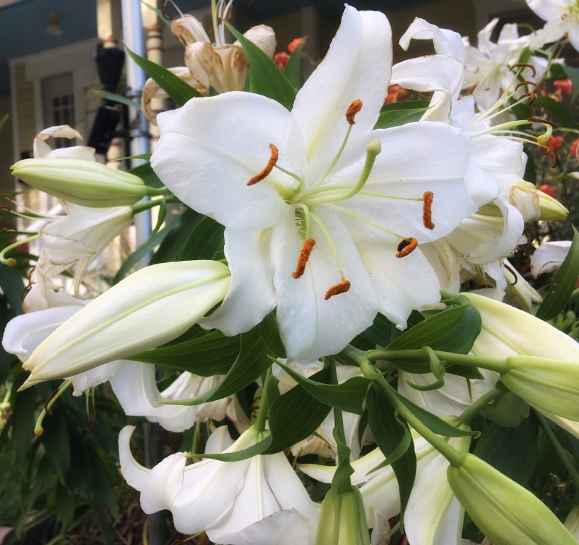 retroRechercher's tweet photo. #FlowerReport #flowers Neighborhood white lilies https://t.co/z5B9hNZjZJ