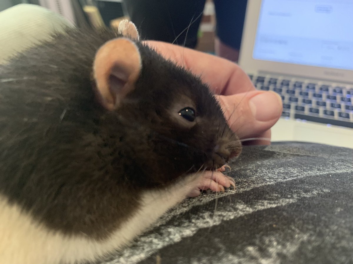 bunsofconyers's tweet image. Our Ratty crossed the Rainbow Bridge this morning. 🐁🌈