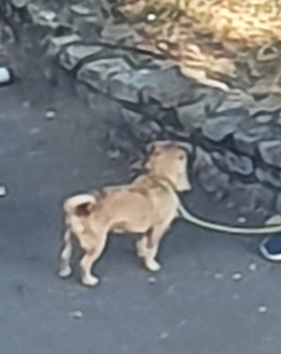 Please retweet DO YOU RECOGNISE THIS DOG? A woman has been approaching people in the streets asking if people want to buy him/her. #TORBAY #DEVON #UK Could he be stolen? CONTACT 👇 facebook.com/groups/2629091… #dogs @MissingPetsGB @SAMPAuk_ @DogslostUK