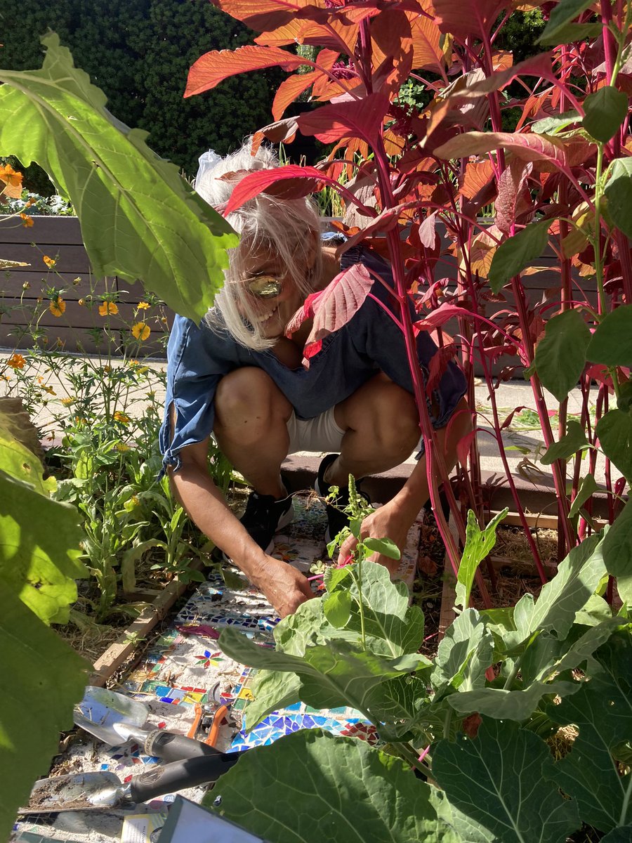 Go volunteers! Pierce parents  watering our garden through drought and extreme heat. 3 Pierce staff showed up this week to put down hay as mulch and keep the soil cooler.