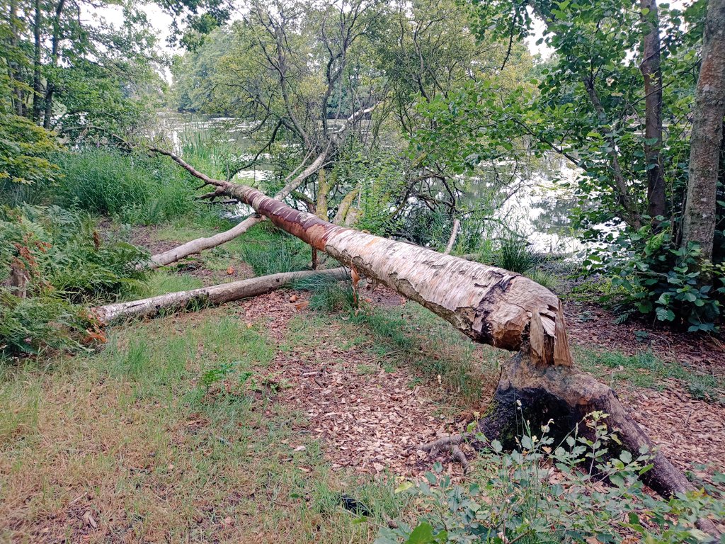 Alastair Culham tweet media