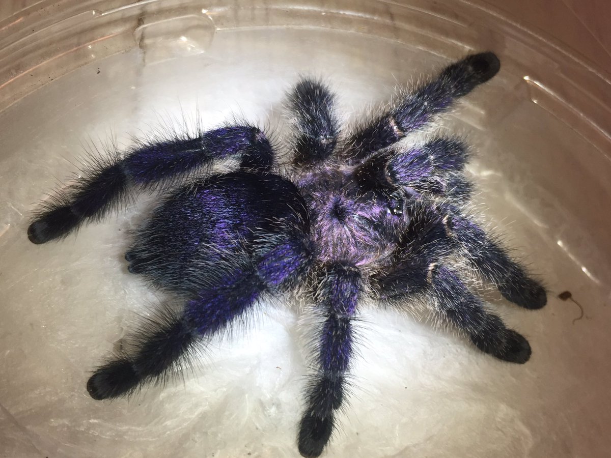 パープルピンクトゥ (Avicularia purpurea)♀ ペルーCH パープルと名の 