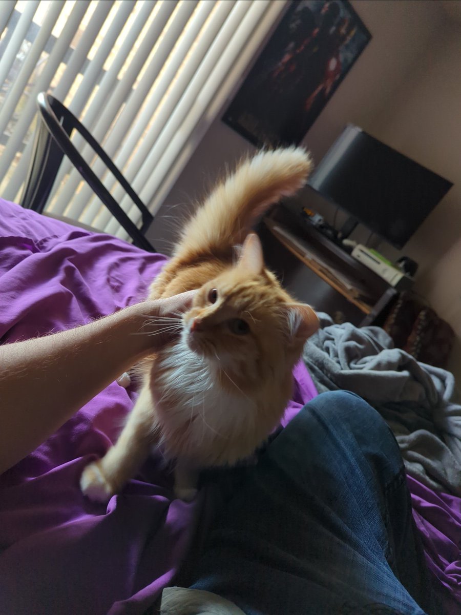 Little Marigold wanted to say hello to Twitter.
#CatsOfTwitter