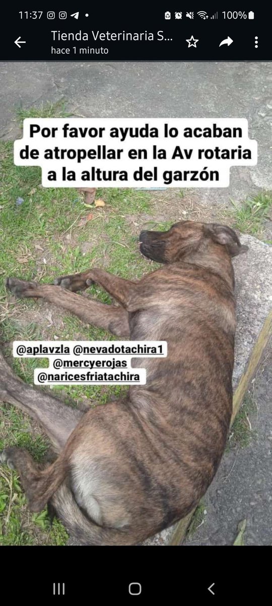 PerroUsuario's tweet photo. URGE ayuda para traslado RT @NadiaRebeLanz: Necesitamos ayuda para trasladar a una clínica veterinaria... el perrito está muriendo, fue atropellado. @SomosNevado #Ayuda URGENTEEEEE https://t.co/dMyKP3AJuX
