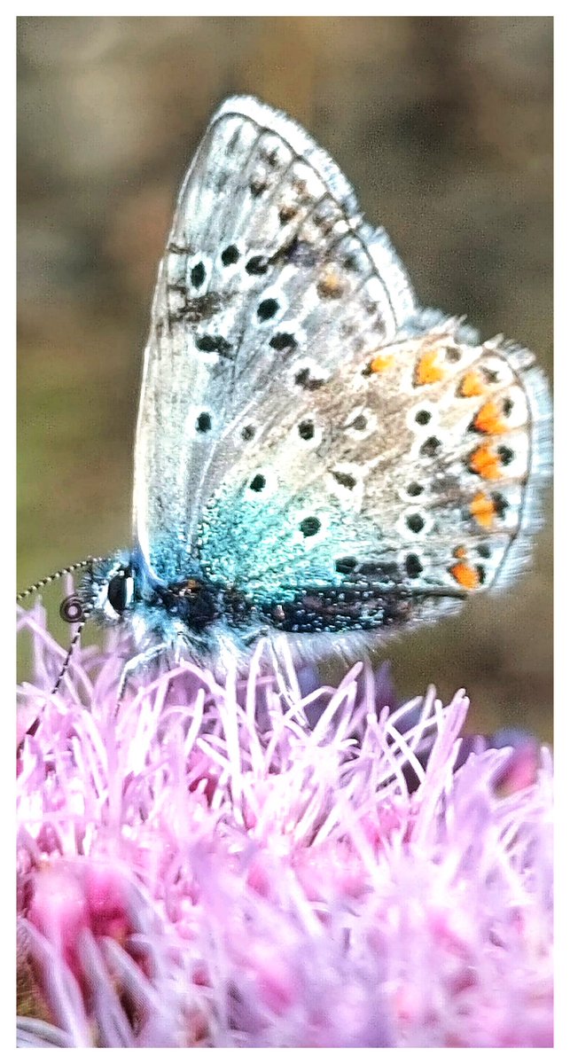 Gümüş çivili mavi, Lycaenidae ailesindeki bir kelebektir. Beyaz kenarlı siyah çerçeveli parlak mavi kanatları ve arka kanatlarında gümüş benekleri vardır, bu da ona gümüş çivili mavi adını verir.
#butterfly 
#kelebek 
#ButterflyCount #CountThemToSaveThem