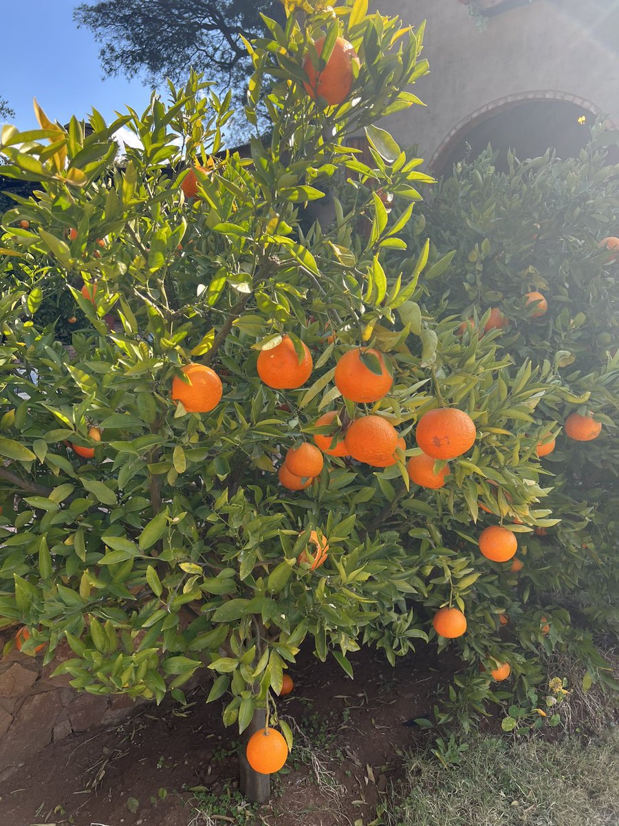 PheloMasiza's tweet photo. Sunday drives out of the city 🍊🍊🍊 

#thetravelenthusiast 🌍 #hartebees #sundayvibes #SundayBrunch 🍸 https://t.co/d2PgCyTkYt