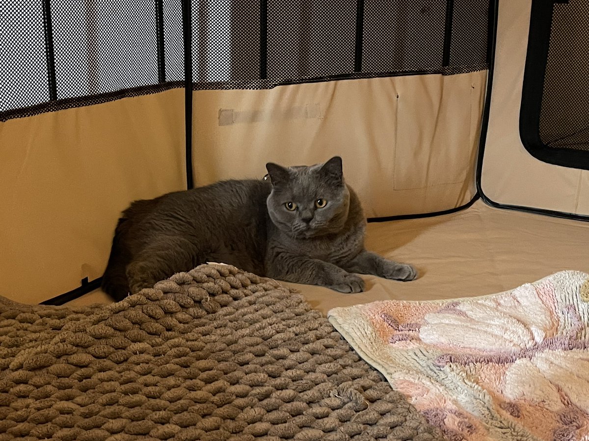DollyTali's tweet photo. Tali in her new pop up pen in preparation for her op on Tuesday.  She has a mast cell tumour/growth that needs to be removed.  Paws crossed for our girl, second big op this year 😿😿 #CatsOfTwitter #pawcircle https://t.co/LXbpdmCJxJ