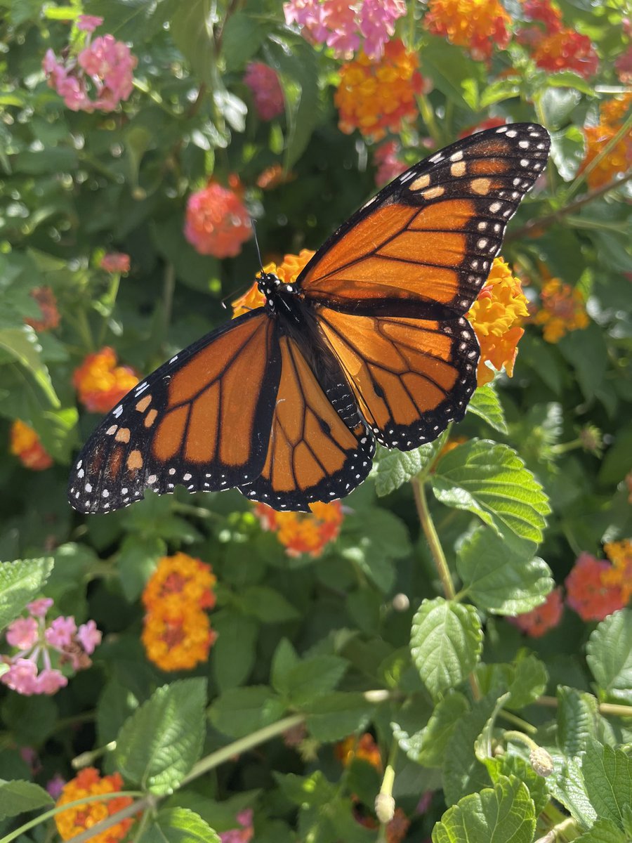 Here they come ... First Monarch spotted today on his journey South ... #MonarchButterflies #Asheville