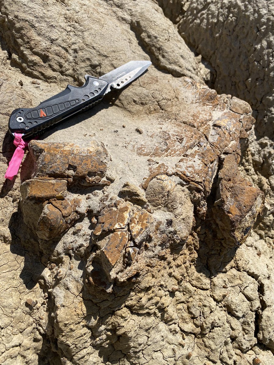 David Evans tweet media