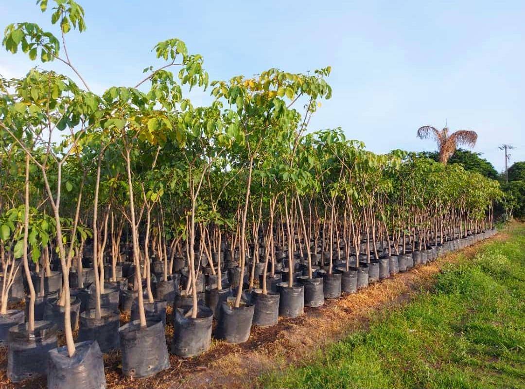 FlorVivero's tweet photo. 🌳🌺 Guayacán rosa🌺🌳

🌺Bolsa 45 litros 
🌺Altura 2.50 a 3 mts 
🌺Tallo 2 pulgadas 
🌺500 Piezas en existencia

#Guayacán #guayacanrosa #primavera #primaverarosa #tabebuiarosaea #paloderosa #macuil #maculis #viverolaflordemorelos #viveros #vivero #viverodearboles #ventadearbol https://t.co/S9ccDLI2DY