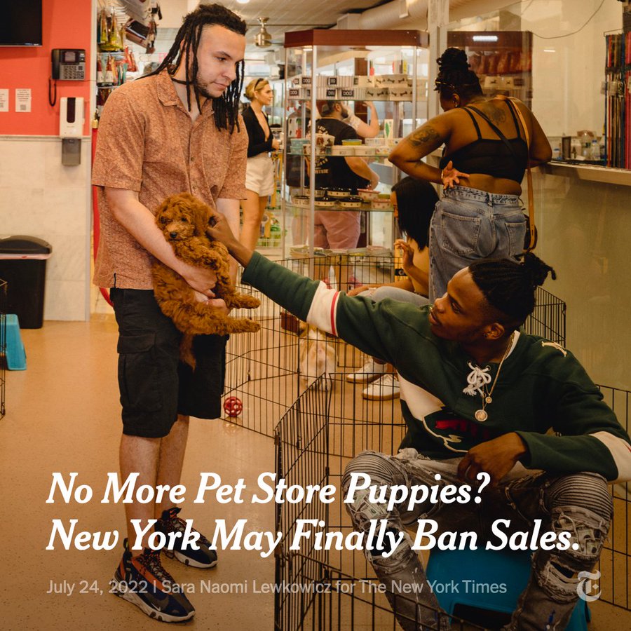 A man sitting on an animal cage reaches out his hand and pets a puppy being held by another man in a pet store. Headline reads, "No More Pet Store Puppies? New York May Finally Ban Sales." Photo by Sara Naomi Lewkowicz.