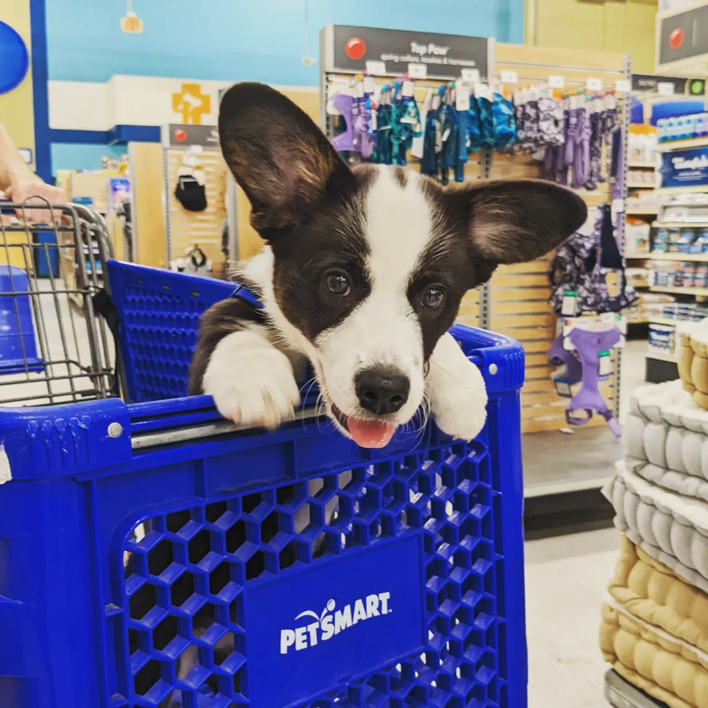Petsmart dog trolley deals