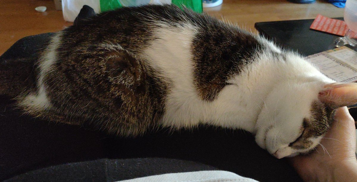 samy_mandy's tweet photo. Ze fais le dodo câlin ronron. https://t.co/Mkg7Z11fyO