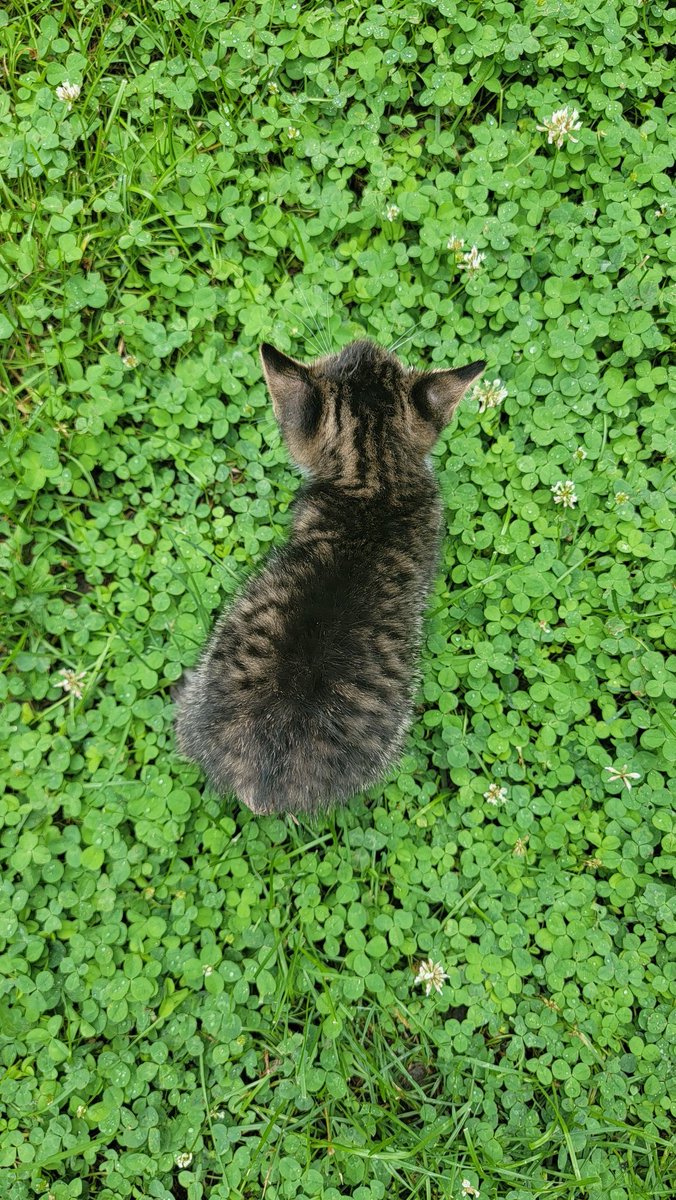 photocatkate's tweet photo. Macaroni enjoyed a bit of a jaunt around the backyard this morning and seemed to enjoy, and be amazed by the experience.  #foreverfortunatefelines #macaronithekitten https://t.co/Pd9hudfTQ5