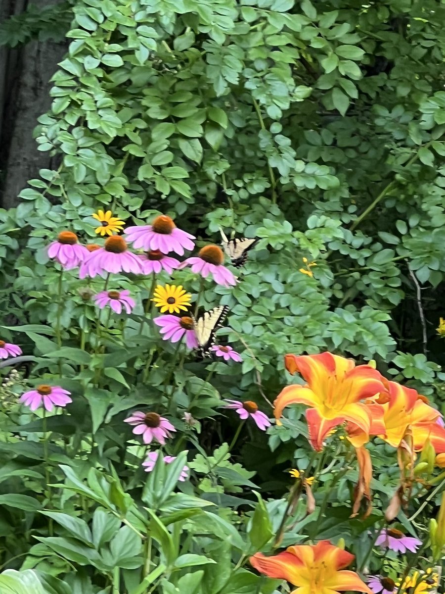 Monarchs are on the endangered species list.  Please help by planting milkweed and nectar flowers and protecting these animals from pesticides.
#MonarchButterflies #garden