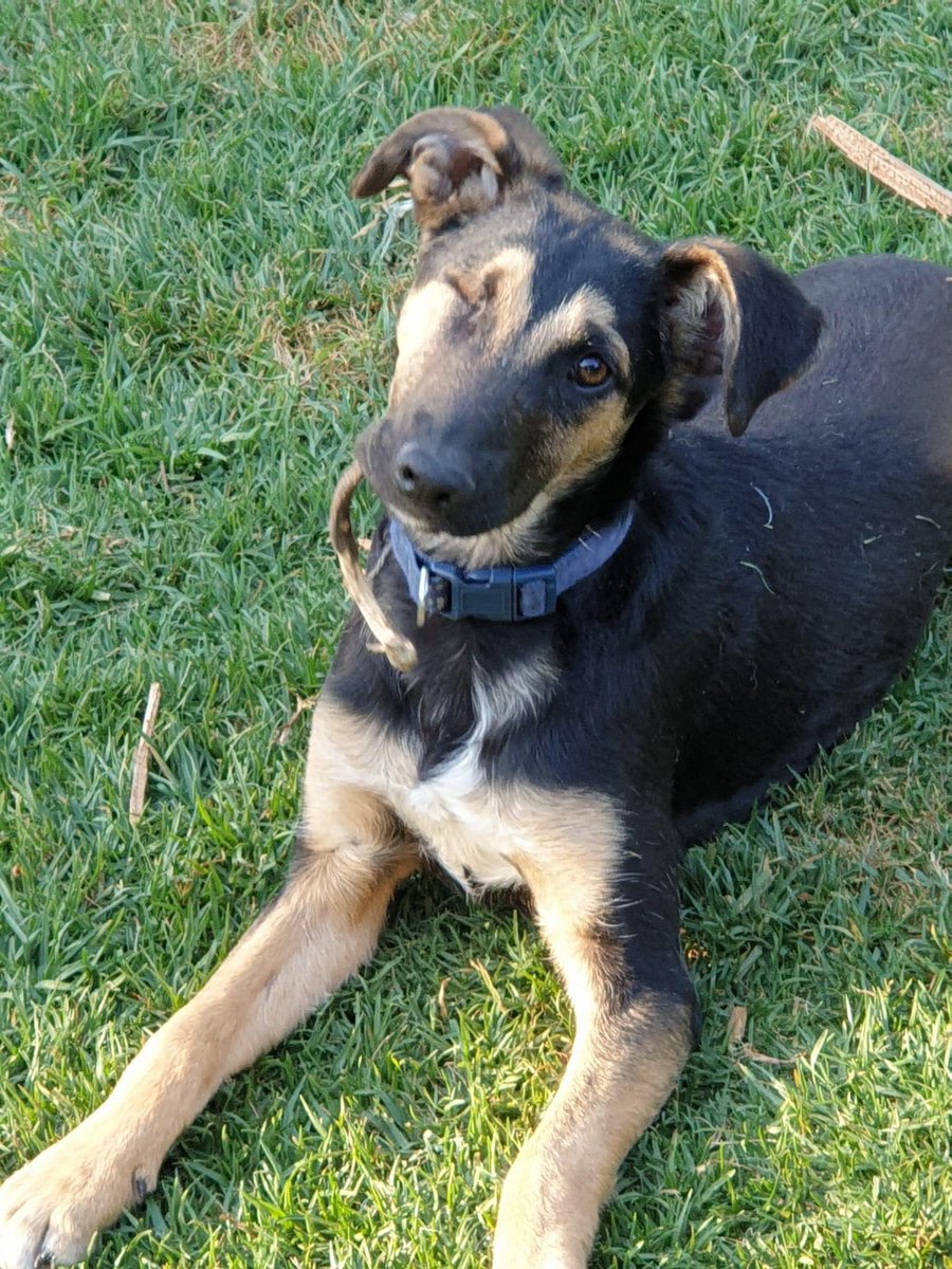 Can Jeyes Fluid Kill Dogs